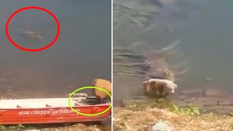 Crocodile performs deadly attack and kills dog innocently