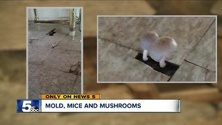 'Of Mice and Mushrooms': Tenant alleges frequent leaks in apartment cause mold, fungus growth