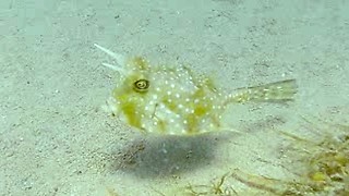 Unusual fish with real horns, Cowfish