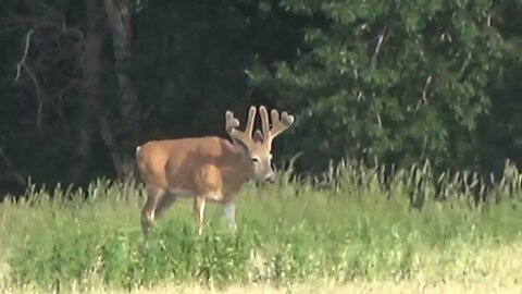 MONSTER WHITETAIL BUCK IN VELVET! BIG DEER!