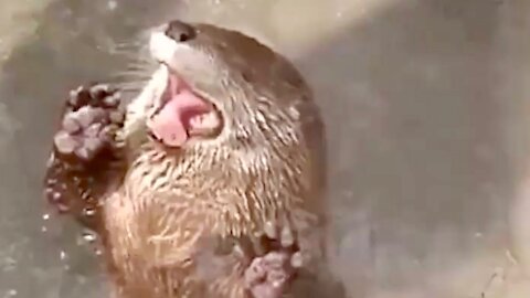 World's Most Seductive Otters ~ Major Sexy Otter Love Goin' Down