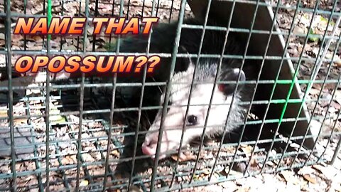 The BLIND Trap Line S.1 E.12. Name that Opossum