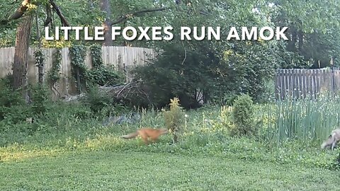 Little Foxes Run Amok