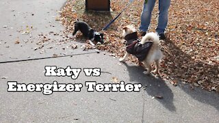 Katy vs "Energizer" Terrier