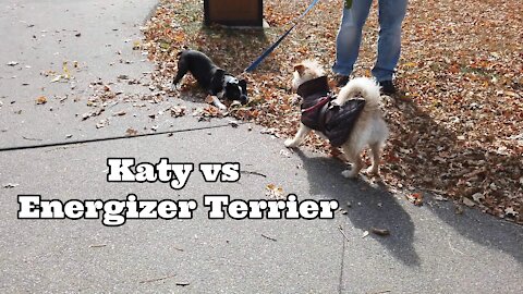 Katy vs "Energizer" Terrier