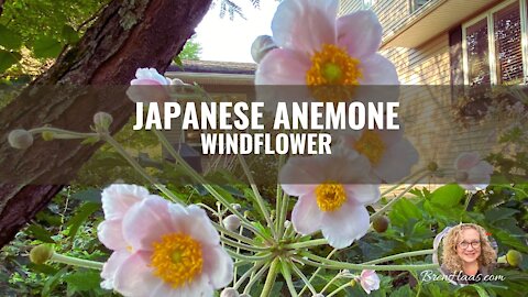 Japanese Anemone