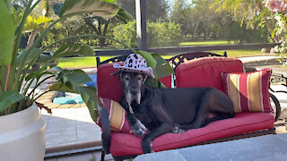 Great Dane Loves To Relax In Her Harlequin CowGirl Hat