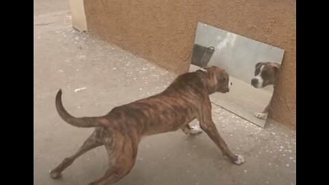 Dog's reaction to discovering himself in the mirror for the first time is curious
