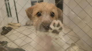 Jack Russell Puppy Knocking Door