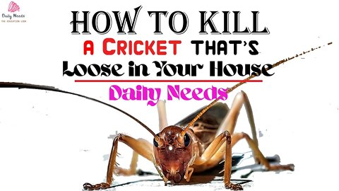 How to Kill a Cricket that's Loose in Your House - Daily Needs Studio