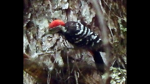 Stripe-breasted Woodpecker bird video