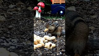 Peanut Grab of the Week - 2 #animals #funnyanimals #shorts