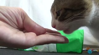 Kitten Likes Being Handfed