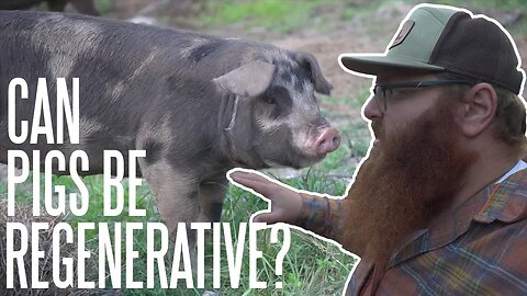 Will Forest Pasturing Pigs Hurt Our Land?