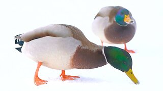 Male Arctic Mallard Duck Drakes Want the Last Morsels of Food