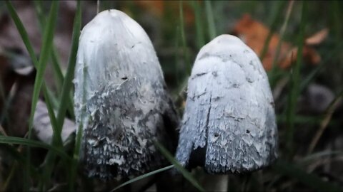 Dawn of the Shaggy Mane ❀ NATURE