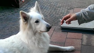 Clever dog disapproves cigarette