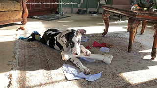 Playful Great Dane Puppy Loves Big Chew Bone