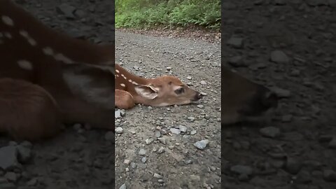 Newly born fawns freeze in the middle of the road