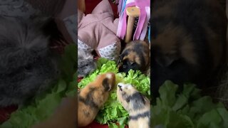 My Guinea pigs having dinner