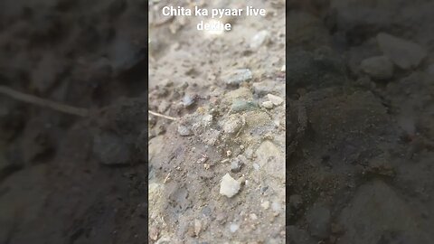 ma o meri ma Chita ka pyaar dekhe live #short #viral #viralshorts #tranding #funni #musti bhari #fun