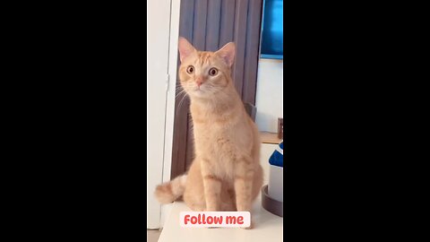 Cat funny video