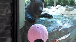 Brown Bear Plays Hide And Seek With Little Girl