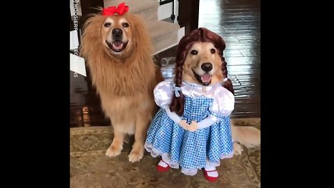 Dogs Wear Wizard Of Oz Halloween Costumes