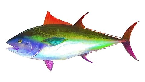 Spinning Rainbow Tuna [10 HOURS]