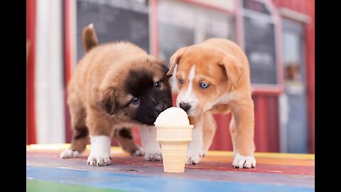 Baby Dog Eating Ice-Cream | Amazing Video 2021 | Lovely Dog