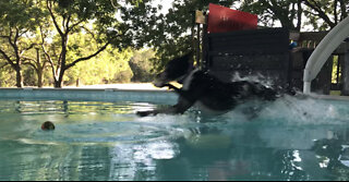 Callie the pool dog