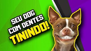 5 FORMAS NATURAIS de cuidar dos DENTES do Cachorro | Dr Edgard Gomes | Alimentação natural para Cães