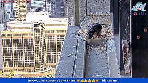 Live Peregrine Falcon Watch. Waiting For The Eggs To Hatch. North Facing. 13/09/2023.