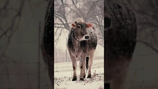 Epic cow in the snow #shorts