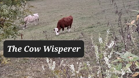 The Cow Whisperer (talking with animals)