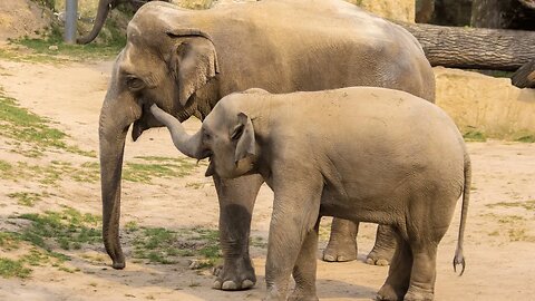 Behind the Scenes: Caring for Elephants at the Zoo