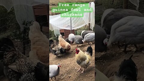 Free range chickens and guinea fowl #guineafowl