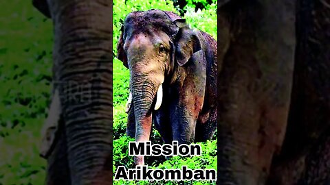 Mission Arikomban | അരിക്കൊമ്പനെ പിടികൂടി | Operation Arikomban Elephant | Yaathra | S #106
