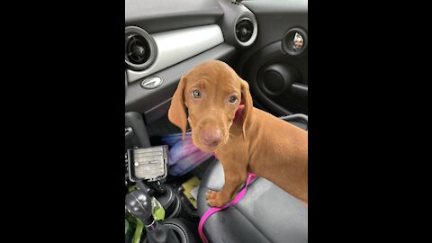 How to clean your house with a Vizsla puppy