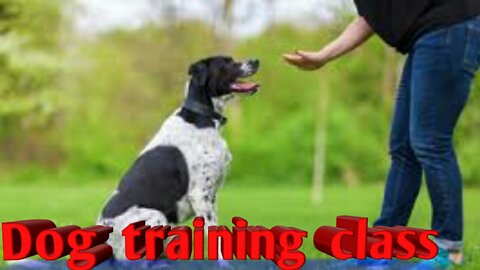 This is Dog training class