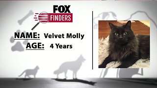 FOX Finders Pet Finder - Velvet Molly