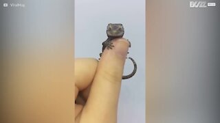 Ce minuscule gecko a élu domicile sur le doigt de son maître