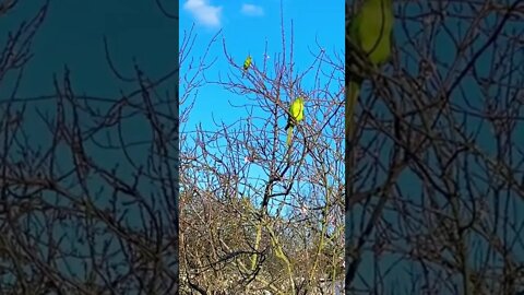 インコ達、強風注意❗️#Beware of strong winds! #shorts