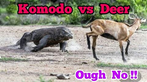 Komodo Dragon Eating Alive Deer on the beach.