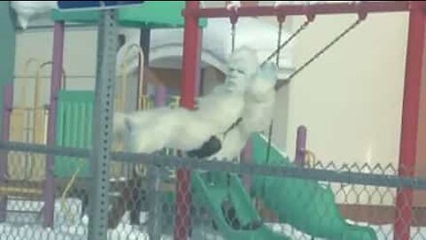 Abominable snowman sighted on playground swing!