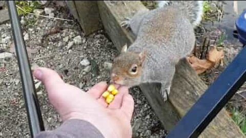 Egern bider hånden, der prøver at fodre den