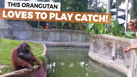 This Amazing Orangutan Loves To Play Catch