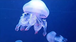 432hz Calming Music | Amazing Underwater 4k HD Visuals #432hz #healingmusic #frequency