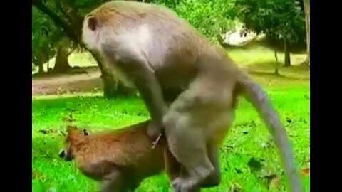 Monkey amazing moments | Animal funny meeting