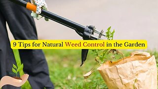 9 Tips for Natural Weed Control in the Garden